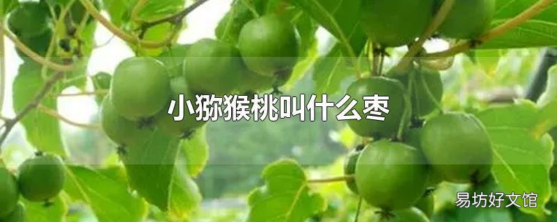小猕猴桃叫什么枣