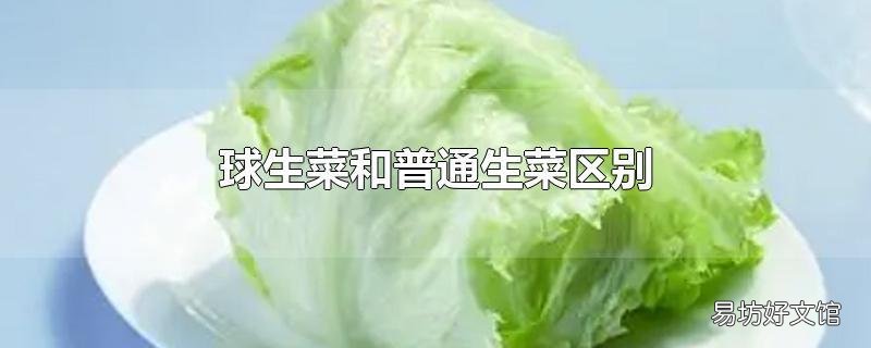 球生菜和普通生菜区别