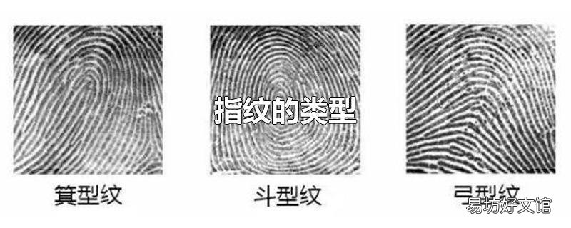 指纹的类型