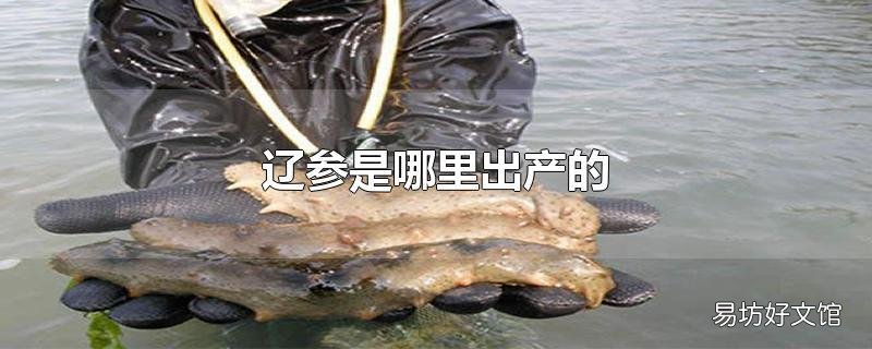 辽参是哪里出产的