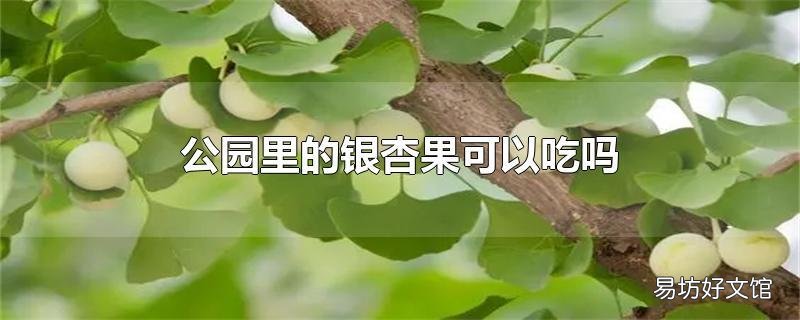 公园里的银杏果可以吃吗