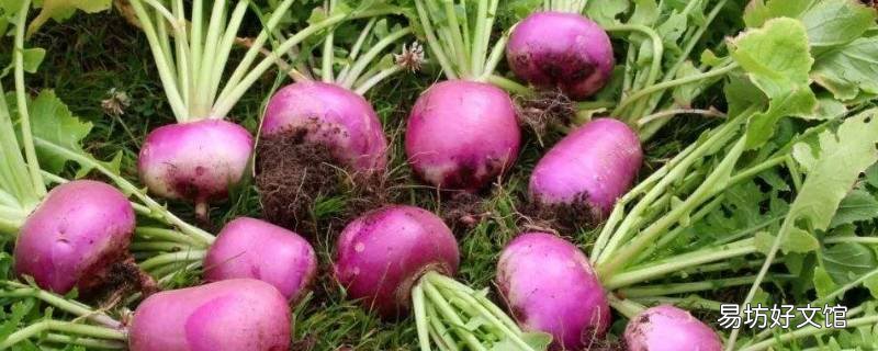 蔓菁是什么菜