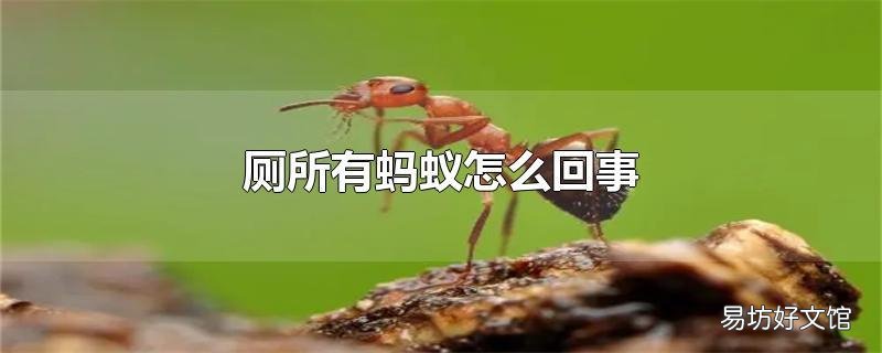 厕所有蚂蚁怎么回事