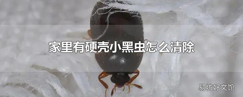 家里有硬壳小黑虫怎么清除