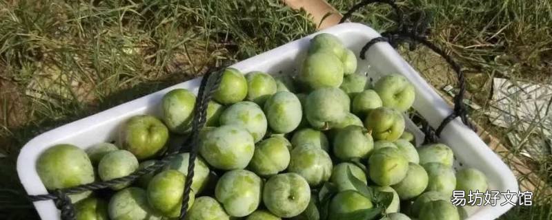 油萘是什么水果