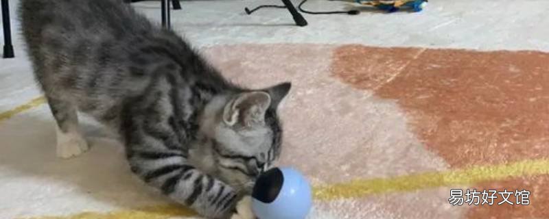 猫旋的原理是什么