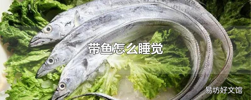 带鱼怎么睡觉