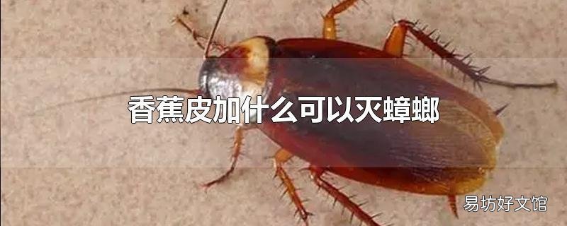 香蕉皮加什么可以灭蟑螂