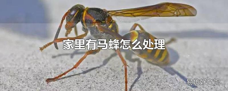 家里有马蜂怎么处理