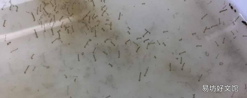 水缸里扭动的小细虫子