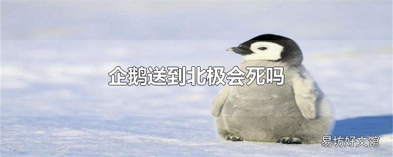 企鹅送到北极会死吗