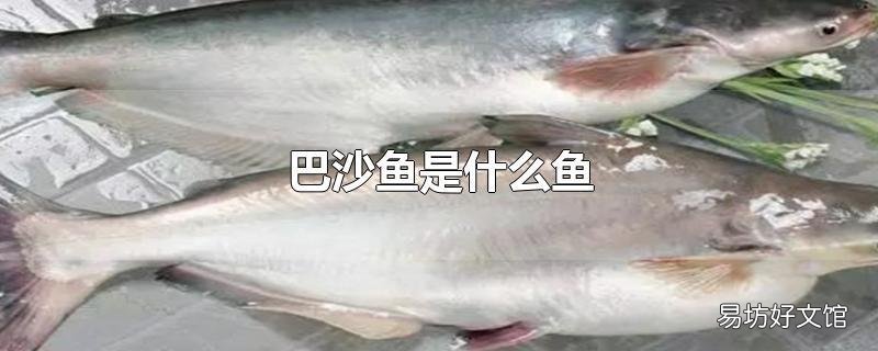 巴沙鱼是什么鱼