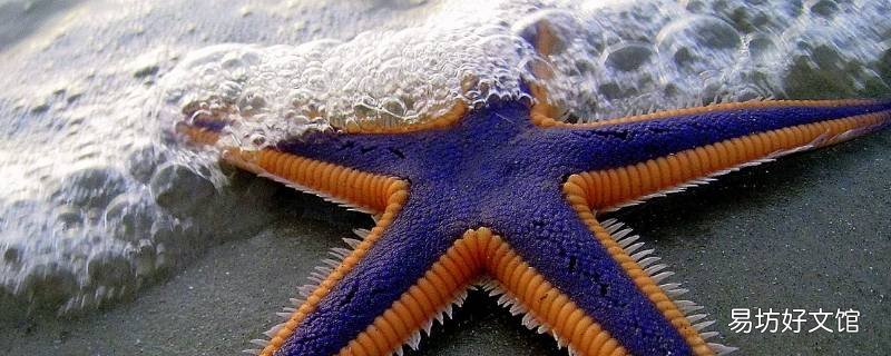 海星吃黄的还是绿的