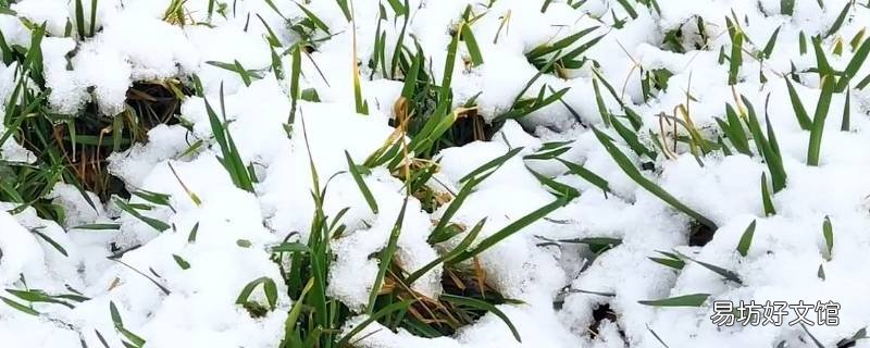 大雪兆丰年还是瑞雪兆丰年