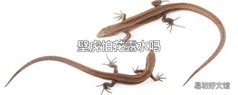 壁虎怕花露水吗