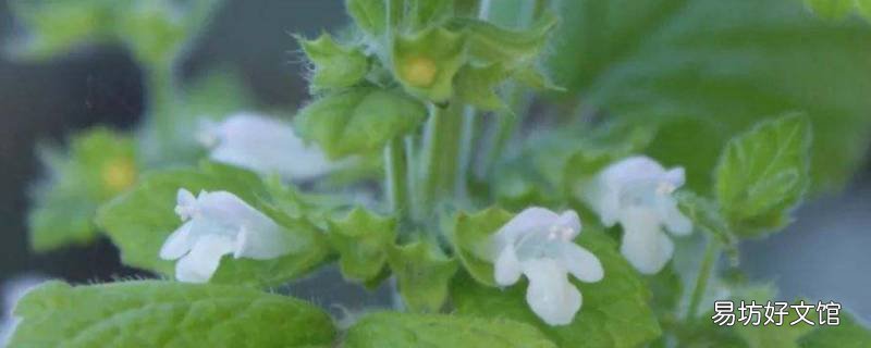 蜂花是什么