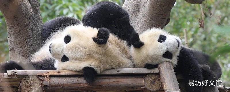 大熊猫一般住在哪