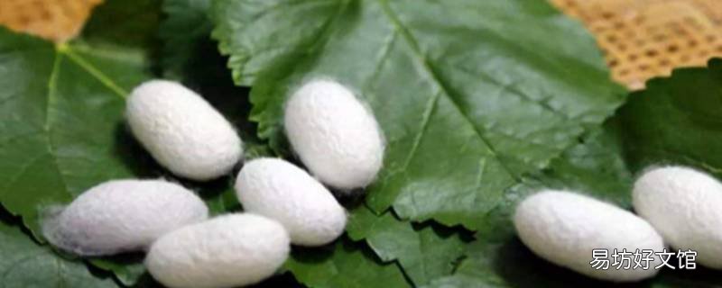 蚕结茧后要不要摘下来