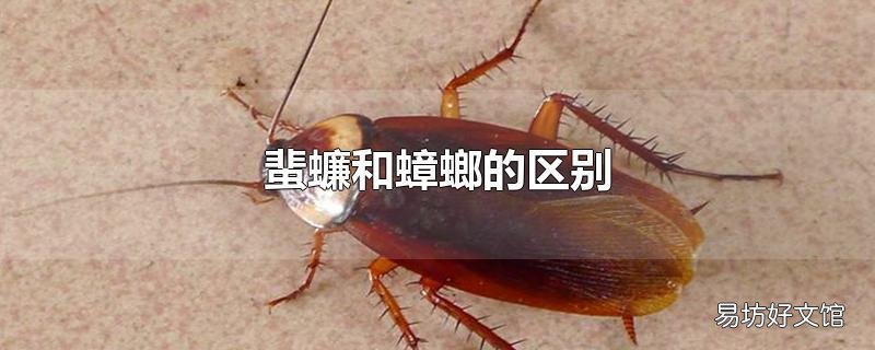 蜚蠊和蟑螂的区别