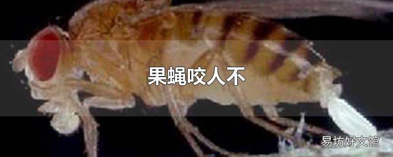 果蝇咬人不