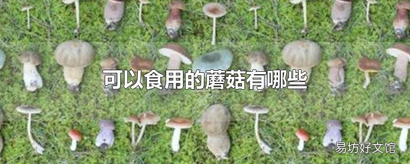 可以食用的蘑菇有哪些