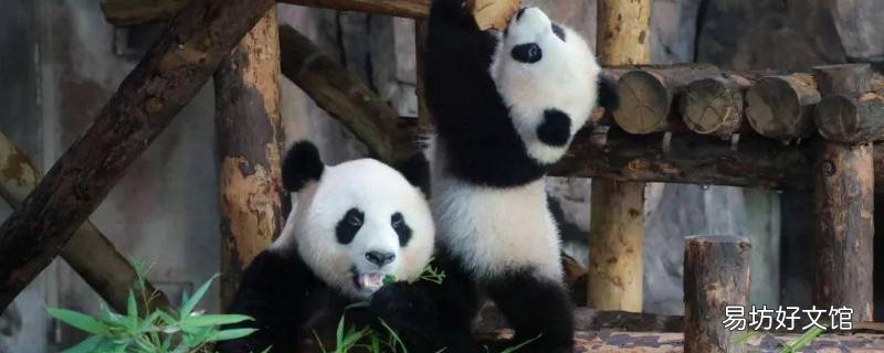 大熊猫的科普知识