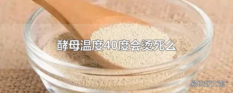 酵母温度40度会烫死么