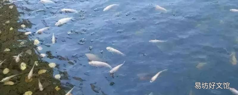 夏天鱼在哪个水层