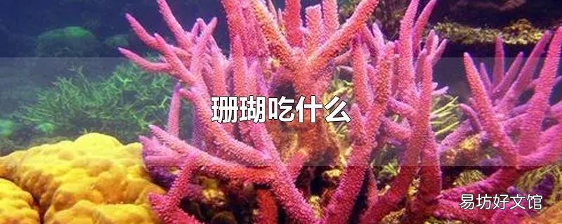 珊瑚吃什么