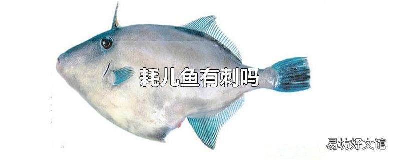 耗儿鱼有刺吗