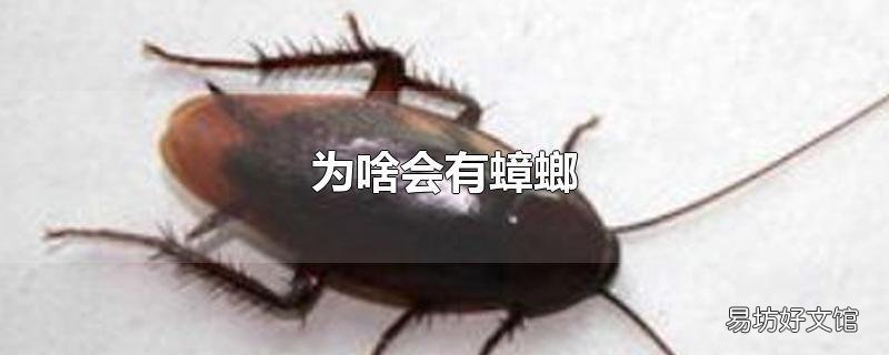 为啥会有蟑螂