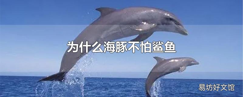 为什么海豚不怕鲨鱼