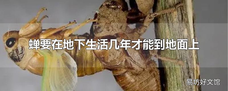 蝉要在地下生活几年才能到地面上