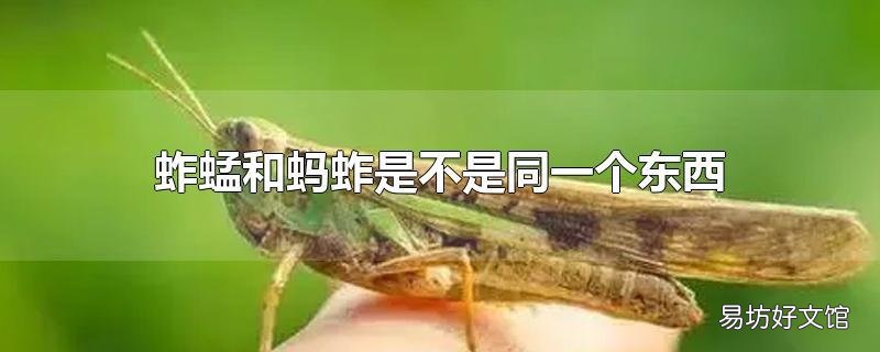 蚱蜢和蚂蚱是不是同一个东西