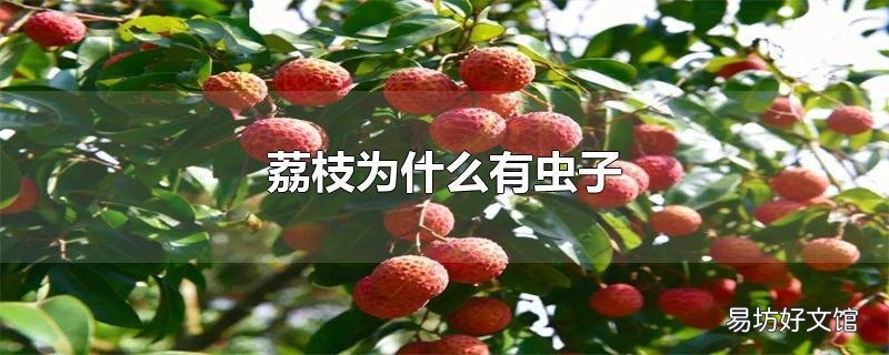 荔枝为什么有虫子
