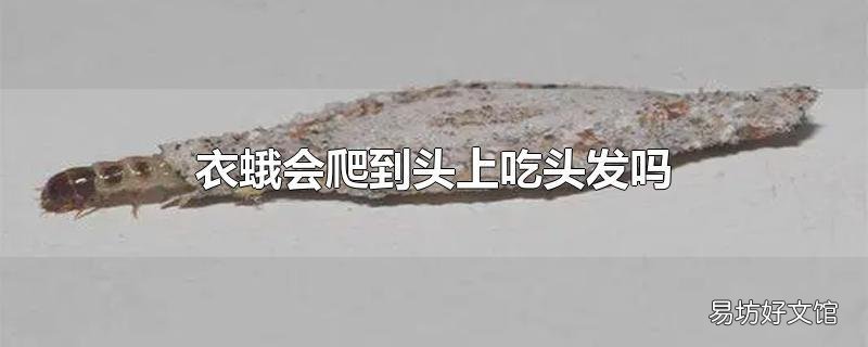 衣蛾会爬到头上吃头发吗