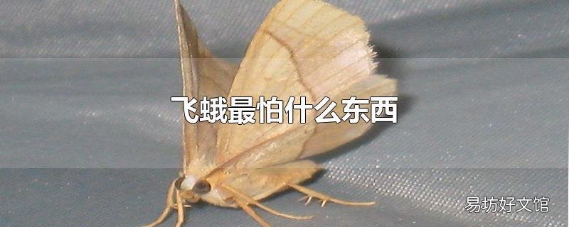 飞蛾最怕什么东西