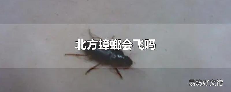 北方蟑螂会飞吗