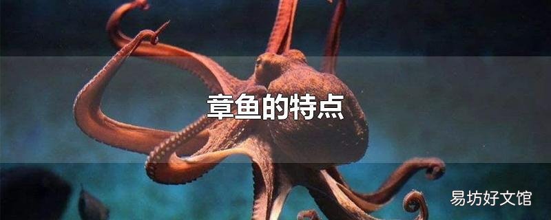 章鱼的特点