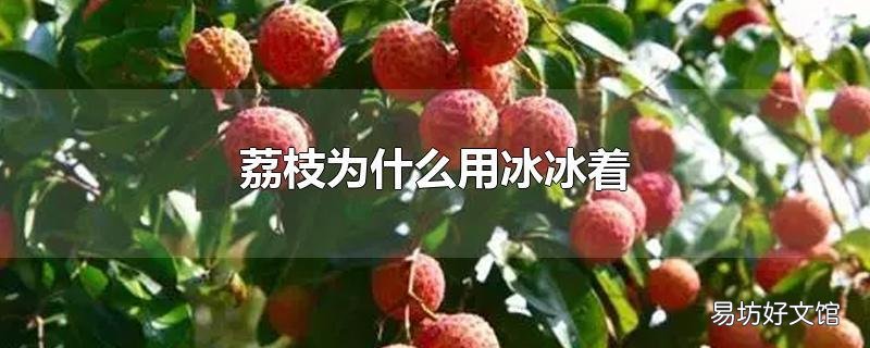 荔枝为什么用冰冰着