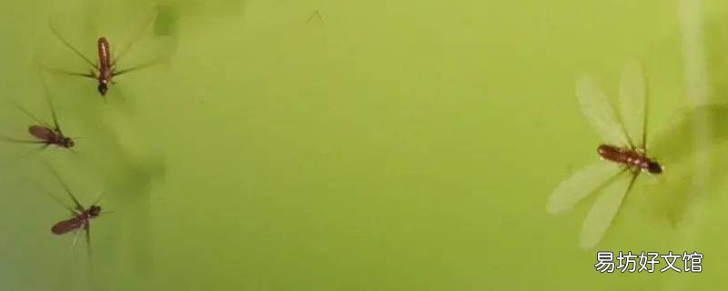 白蚁下雨天到处飞怎么解决