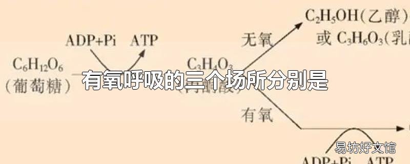 有氧呼吸的三个场所分别是