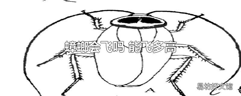 蟑螂会飞吗 能飞多高