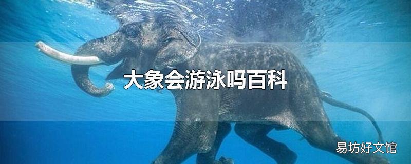 大象会游泳吗百科