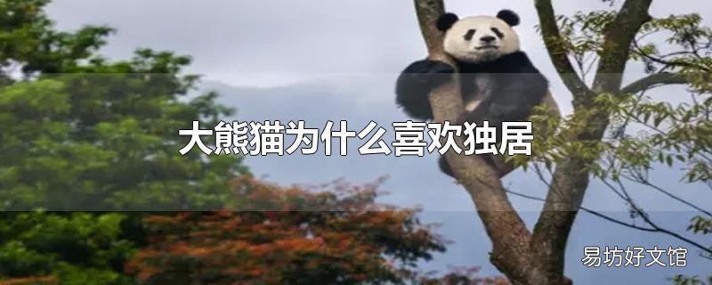 大熊猫为什么喜欢独居
