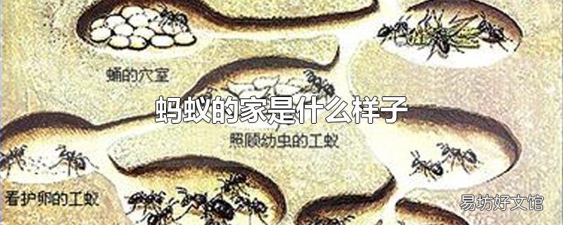 蚂蚁的家是什么样子