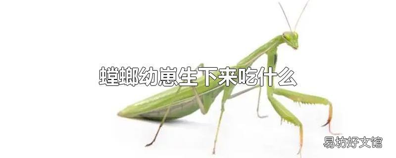 螳螂幼崽生下来吃什么