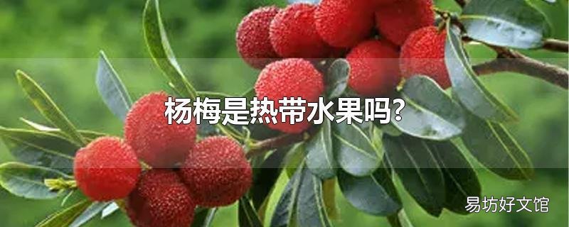 杨梅是热带水果吗?