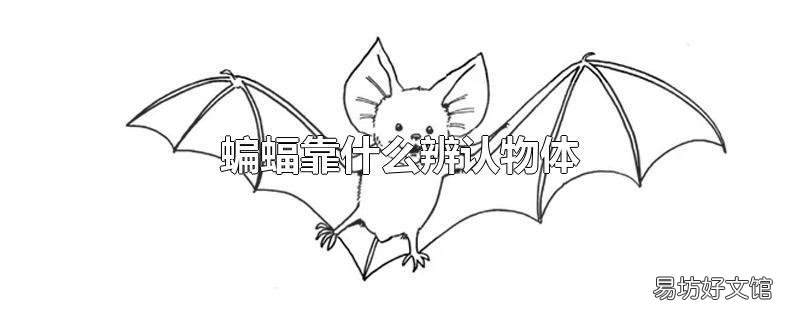 蝙蝠靠什么辨认物体
