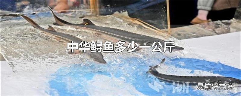 中华鲟鱼多少一公斤